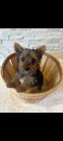 Full Akc Teacup Chloe , a female Yorkshire Terrier for sale in Schaumburg, IL – 9 of 10