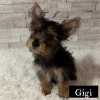Full Akc Giggi Microchip , a female Yorkshire Terrier for sale in Schaumburg, IL – 1 of 1