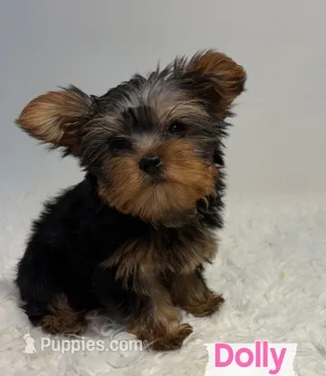 Full AKC Yorkie Teacup Dolly – Yorkshire Terrier puppy for sale in Schaumburg, IL