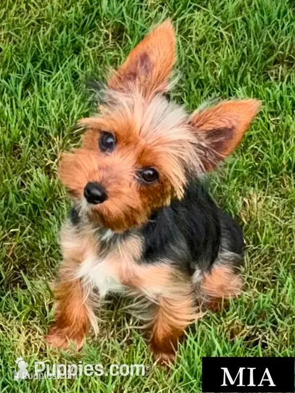 Full Akc Mia Microchip  – Yorkshire Terrier puppy for sale in Schaumburg, IL