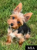 Full Akc Mia Microchip , a female Yorkshire Terrier for sale in Schaumburg, IL – 1 of 4
