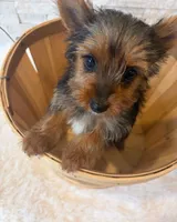 Full Akc Yorkie  Mia, a female Yorkshire Terrier for sale in Schaumburg, IL – 4 of 10