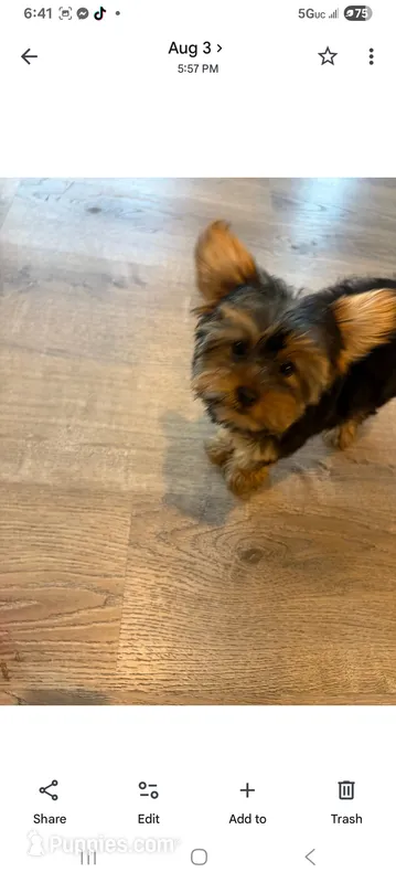 Full Akc Bella  – Yorkshire Terrier puppy for sale in Schaumburg, IL