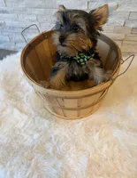 Full AKC Milo Yorkie Microchip, a male Yorkshire Terrier for sale in Schaumburg, IL – 8 of 10