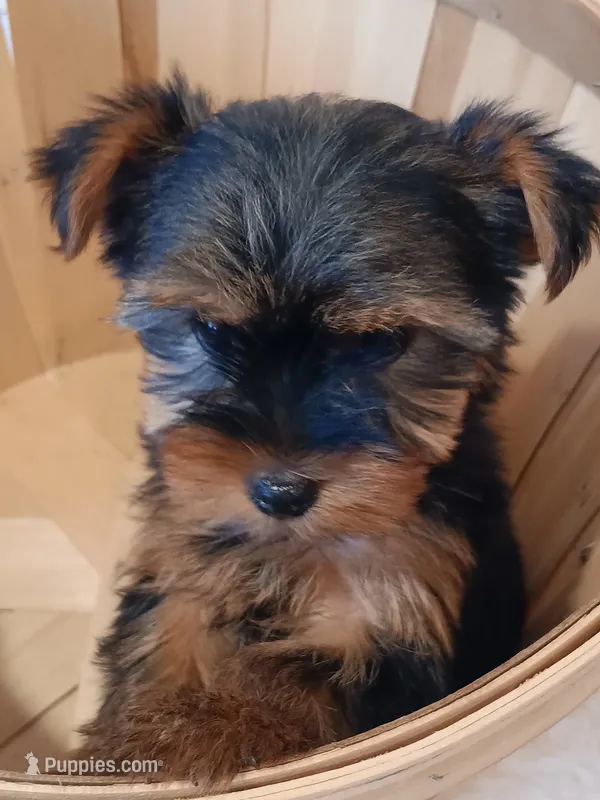 Full Akc Yorkie Buddy  Microchip – Yorkshire Terrier puppy for sale in Schaumburg, IL