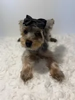 Full AKC Nemo Microchip, a male Yorkshire Terrier for sale in Schaumburg, IL – 4 of 9