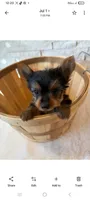 Full Akc Ace Teacup , a male Yorkshire Terrier for sale in Schaumburg, IL – 8 of 10