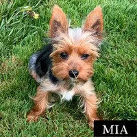 Full Akc Mia Microchip , a female Yorkshire Terrier for sale in Schaumburg, IL – 4 of 4