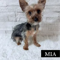 Full Akc Teacup Mia , a female Yorkshire Terrier for sale in Schaumburg, IL – 1 of 1
