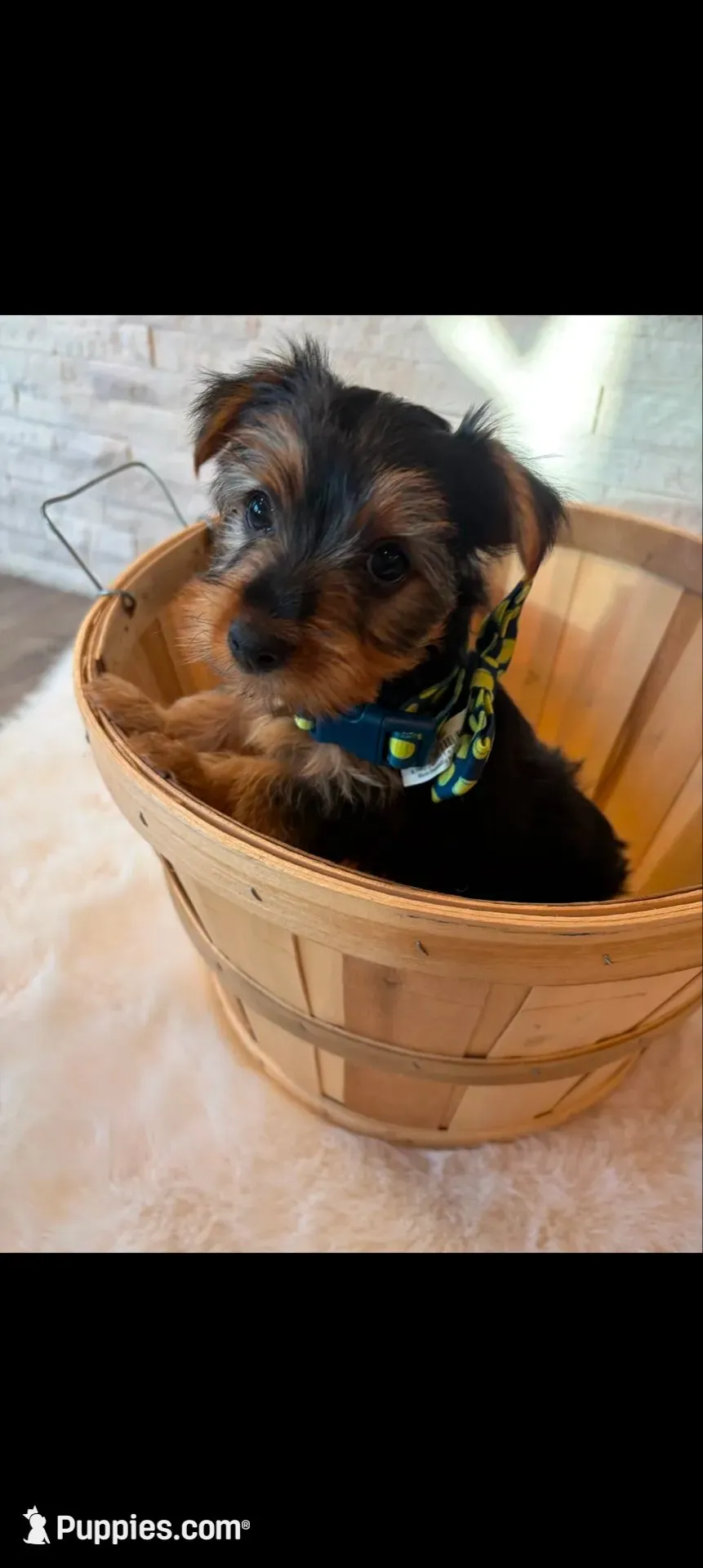 Full Akc Finn, a male Yorkshire Terrier for sale in Schaumburg, IL – 7 of 10