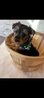 Full Akc Finn, a male Yorkshire Terrier for sale in Schaumburg, IL – 6 of 10
