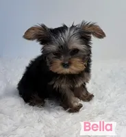 Full AKC Yorkie Teacup Dolly, a female Yorkshire Terrier for sale in Schaumburg, IL – 3 of 3