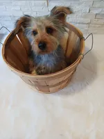 Full AKC Teddy Yorkie Microchip, a male Yorkshire Terrier for sale in Schaumburg, IL – Photo 5 of 10