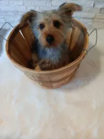 Full AKC Teddy Yorkie Microchip, a male Yorkshire Terrier for sale in Schaumburg, IL – Photo 7 of 10