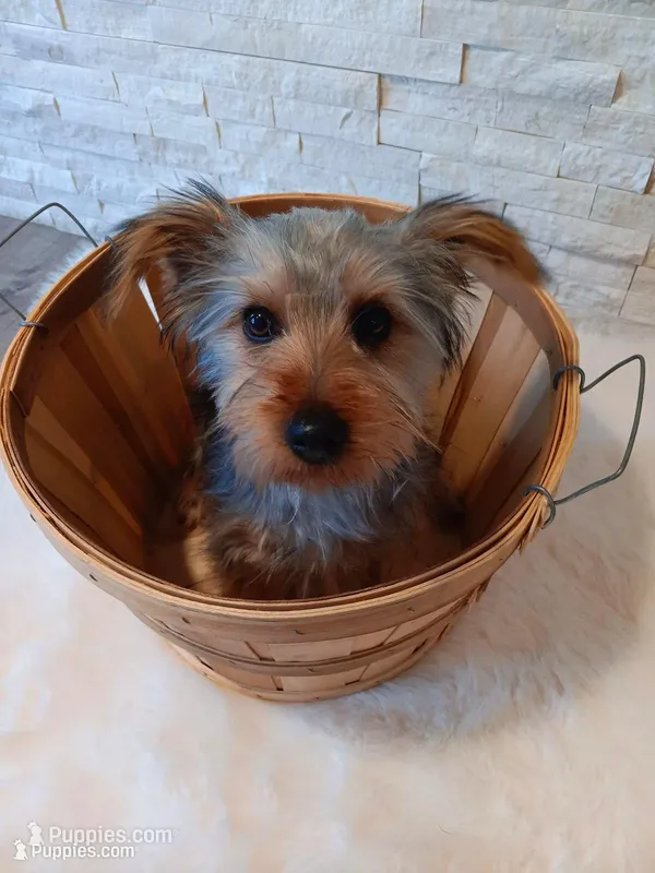 Full AKC Teddy Yorkie Microchip – Yorkshire Terrier puppy for sale in Schaumburg, IL