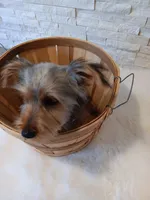 Full AKC Teddy Yorkie Microchip, a male Yorkshire Terrier for sale in Schaumburg, IL – Photo 10 of 10