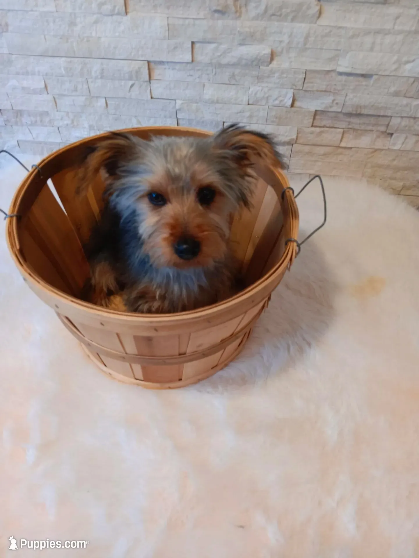 Full AKC Teddy Yorkie Microchip, a male Yorkshire Terrier for sale in Schaumburg, IL – 7 of 10
