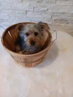 Full AKC Teddy Yorkie Microchip, a male Yorkshire Terrier for sale in Schaumburg, IL – Photo 6 of 10