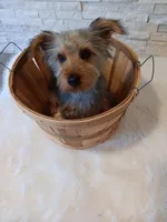 Full AKC Teddy Yorkie Microchip, a male Yorkshire Terrier for sale in Schaumburg, IL – Photo 9 of 10