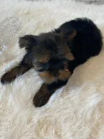 Full AKC Teacup Zeus Microchip, a male Yorkshire Terrier for sale in Schaumburg, IL – Photo 5 of 10