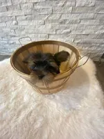 Full AKC registered Zeus, a male Yorkshire Terrier for sale in Schaumburg, IL – Photo 10 of 10