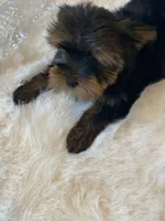 Full AKC registered Zeus, a male Yorkshire Terrier for sale in Schaumburg, IL – Photo 6 of 10