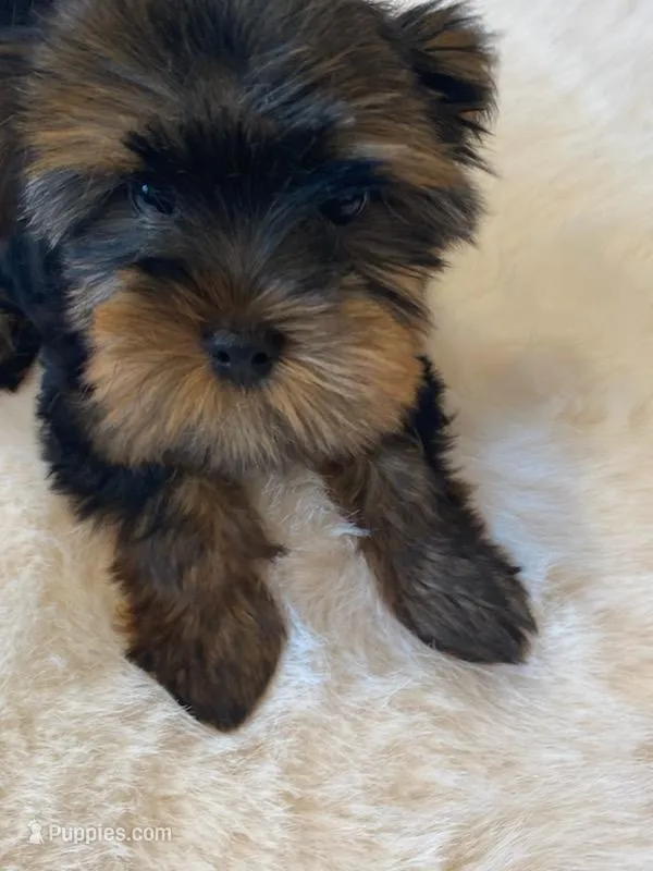 Full AKC Teacup Zeus Microchip – Yorkshire Terrier puppy for sale in Schaumburg, IL