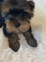 Full AKC Teacup Zeus Microchip, a male Yorkshire Terrier for sale in Schaumburg, IL – Photo 2 of 10
