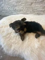 Full AKC Teacup Zeus Microchip, a male Yorkshire Terrier for sale in Schaumburg, IL – Photo 4 of 10