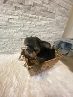 Full AKC Teacup Zeus Microchip, a male Yorkshire Terrier for sale in Schaumburg, IL – Photo 9 of 10