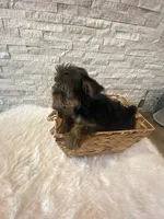 Full AKC registered Zeus, a male Yorkshire Terrier for sale in Schaumburg, IL – Photo 7 of 10