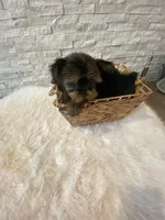 Full AKC registered Zeus, a male Yorkshire Terrier for sale in Schaumburg, IL – Photo 3 of 10