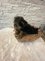 Full AKC registered Zeus, a male Yorkshire Terrier for sale in Schaumburg, IL – Photo 8 of 10