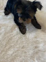 Full AKC registered Zeus, a male Yorkshire Terrier for sale in Schaumburg, IL – Photo 5 of 10