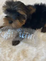 Full AKC registered Zeus, a male Yorkshire Terrier for sale in Schaumburg, IL – Photo 4 of 10