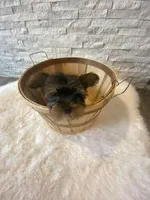 Full AKC Teacup Zeus Microchip, a male Yorkshire Terrier for sale in Schaumburg, IL – Photo 3 of 10