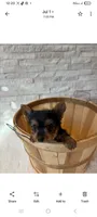 Full Akc Ace Teacup , a male Yorkshire Terrier for sale in Schaumburg, IL – 7 of 10