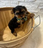 Full Akc Bella Teacup , a female Yorkshire Terrier for sale in Schaumburg, IL – 5 of 9