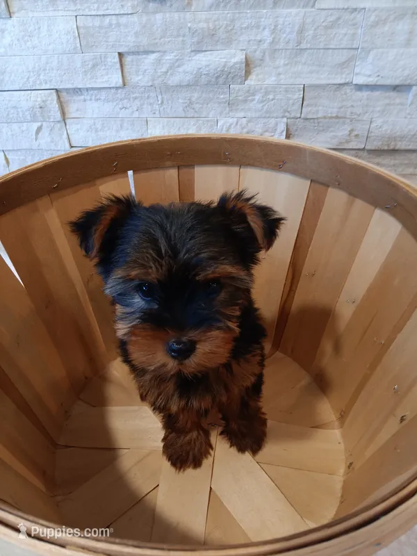 Full AKC Milo Yorkie Microchip – Yorkshire Terrier puppy for sale in Schaumburg, IL
