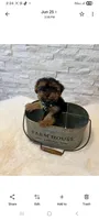 Full Akc Ace, a male Yorkshire Terrier for sale in Schaumburg, IL – 10 of 10