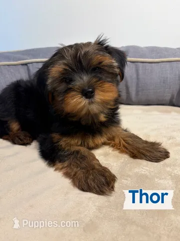 Full Akc Yorkie Thor Microchip  – Yorkshire Terrier puppy for sale in Schaumburg, IL