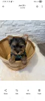 Full Akc Teacup Dolly, a female Yorkshire Terrier for sale in Schaumburg, IL – 6 of 10