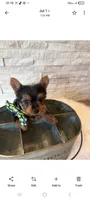 Full Akc Yotkie Ace  Teacup , a male Yorkshire Terrier for sale in Schaumburg, IL – 10 of 10