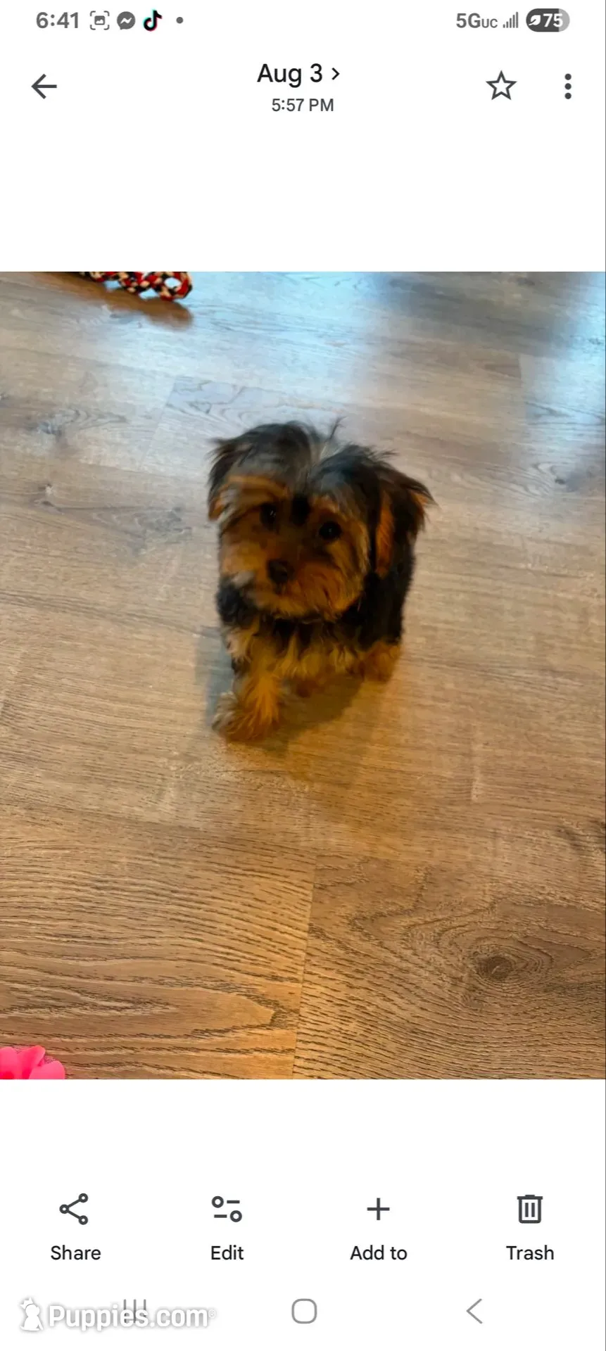 Full Akc Bella Microchip , a female Yorkshire Terrier for sale in Schaumburg, IL – 8 of 8
