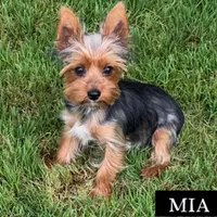 Full Akc Mia Microchip , a female Yorkshire Terrier for sale in Schaumburg, IL – 3 of 4