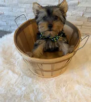 Full AKC Milo Yorkie Microchip, a male Yorkshire Terrier for sale in Schaumburg, IL – 3 of 10
