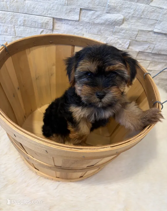 Full Akc Ace – Yorkshire Terrier puppy for sale in Schaumburg, IL