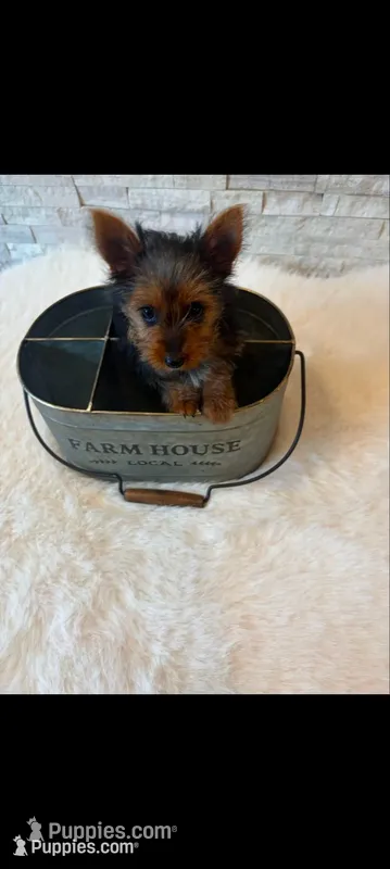 Full Akc Teacup Mia Microchip  – Yorkshire Terrier puppy for sale in Schaumburg, IL