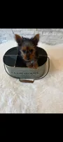 Full Akc Teacup Mia Microchip , a female Yorkshire Terrier for sale in Schaumburg, IL – 6 of 10