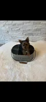 Full Akc Teacup Mia Microchip , a female Yorkshire Terrier for sale in Schaumburg, IL – 4 of 10